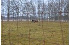 Property photo 90 - 98+/- Acres Offered in 6 Tracts or Combinations, Noble County, Indiana Farm